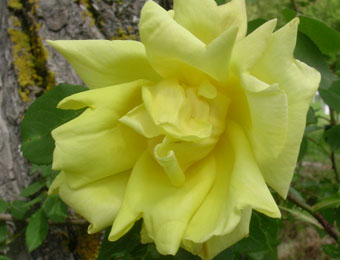 Belle Portuguese Napoletane