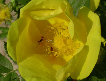 Foetida Lutea