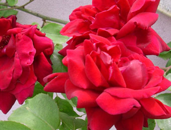 Rampicante Schultz Rossa