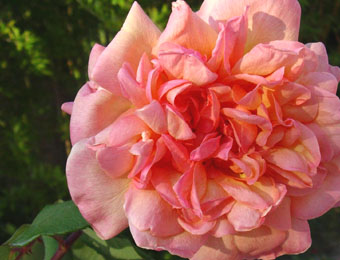 Clementina Carbonieri