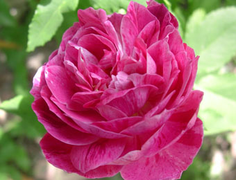 Commandant Beaurepair