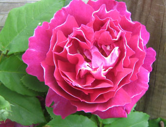 Baron Gireaud de l'Ain