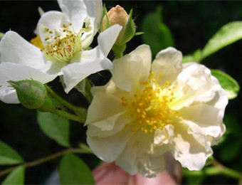 Rosa da siepe Wilmer