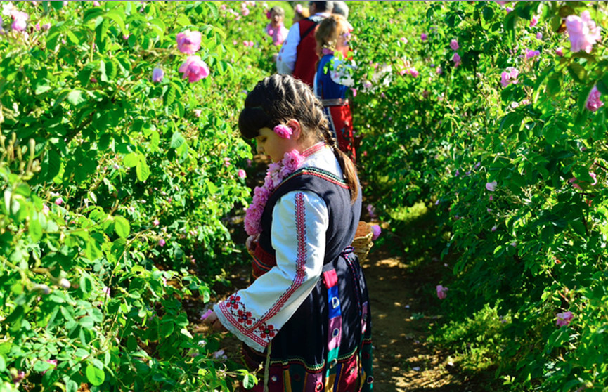 La valle delle rose in Bulgaria