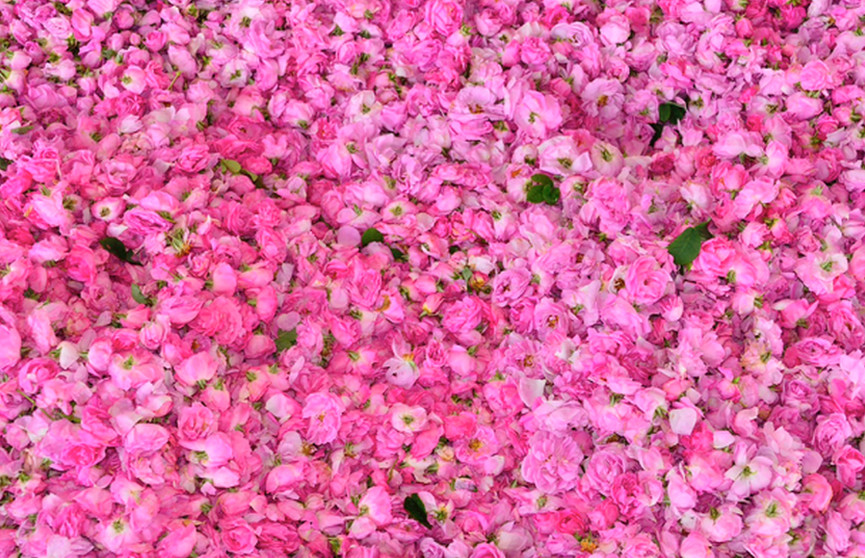 La marmellata di petali di rosa